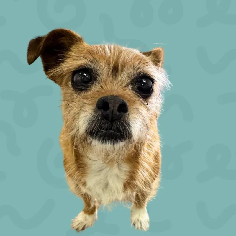 A senior small-sized female Brown / Chocolate Chihuahua dog named Jazzy for adoption in Reno, NV