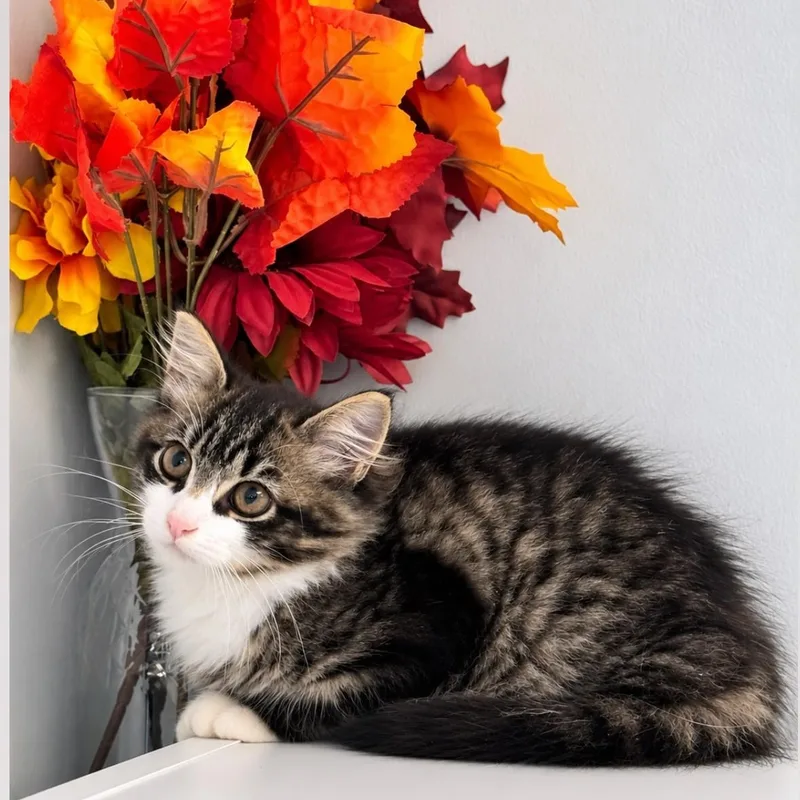 A young medium-sized male Domestic Long Hair cat named Yoshi for adoption in Syosset, NY