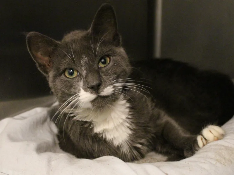 A senior medium-sized male Gray & White Domestic Medium Hair cat named Zane Gray for adoption in Ontonagon, MI