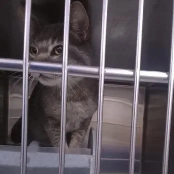 An adult large-sized male Domestic Short Hair cat named Cooper for adoption in Rapid City, SD