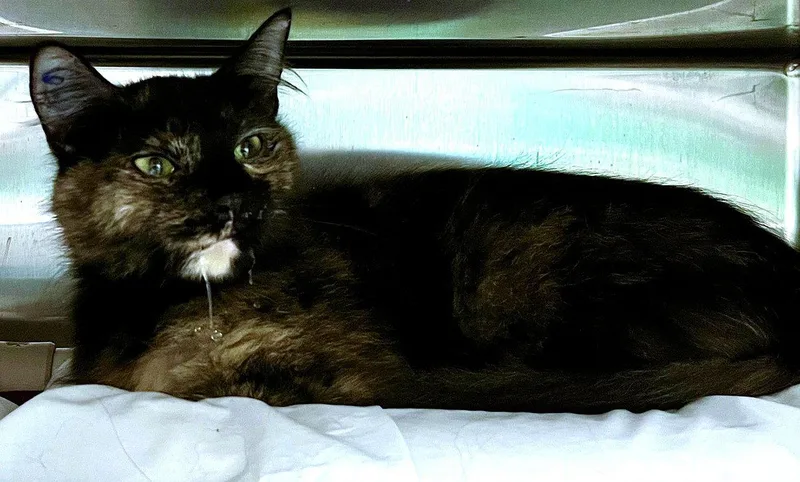 An adult medium-sized female Domestic Short Hair cat named Roomie for adoption in Trenton, NJ