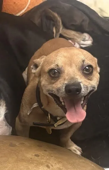 A young small-sized male Chihuahua dog named Peanut Brittle for adoption in Zimmerman, MN