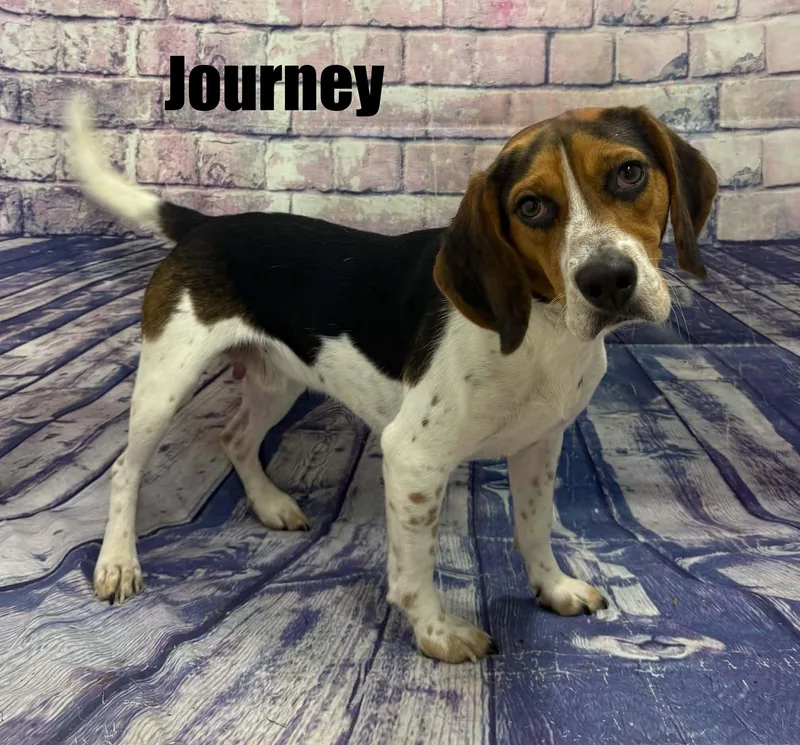 A young medium-sized male Tricolor (Brown, Black, & White) Beagle dog named Journey for adoption in Quincy, MI