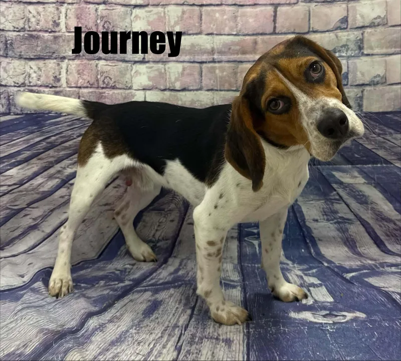 Journey thumbnail 3