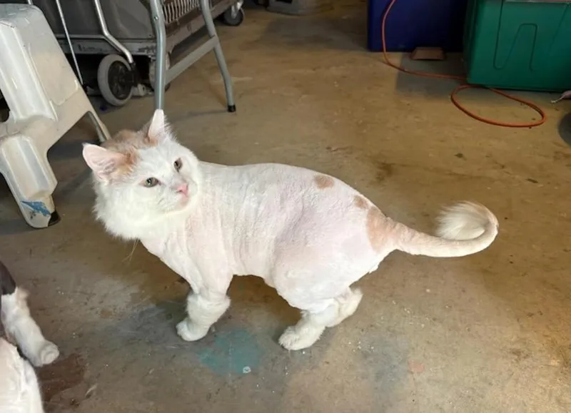 An adult large-sized male Domestic Medium Hair cat named Platinum for adoption in Reno, NV