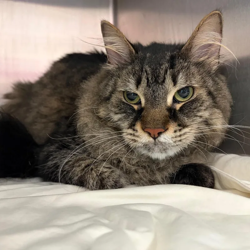 A young extra large-sized male Domestic Medium Hair cat named Phineas for adoption in Philadelphia, PA