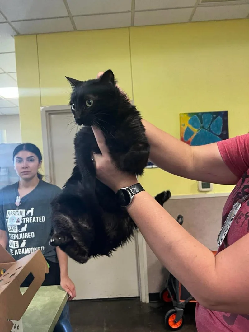 An adult small-sized female Black Domestic Short Hair cat named Isolde for adoption in Rockwall, TX
