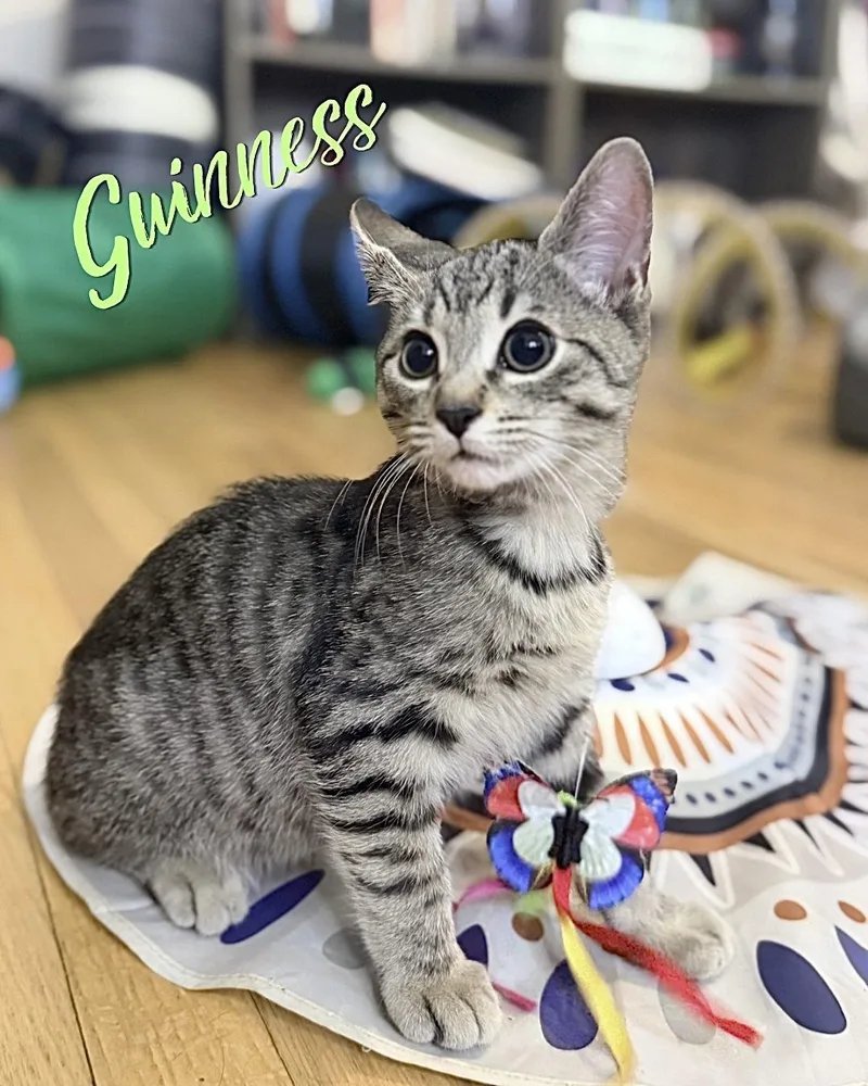 Guinness