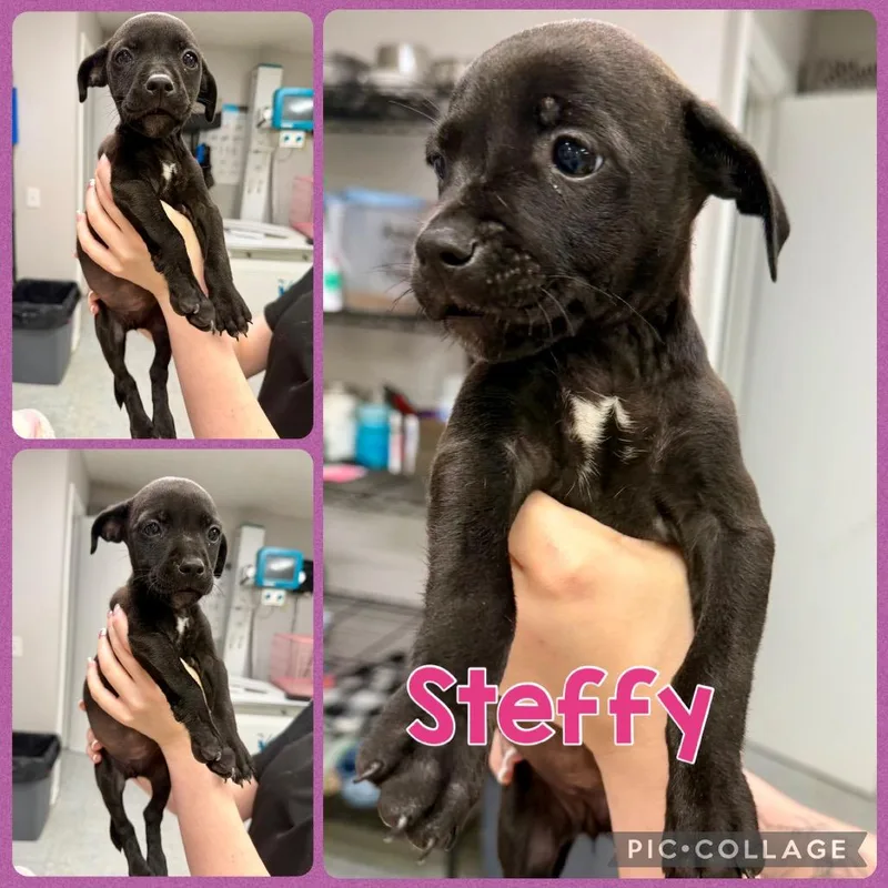 A baby small-sized female Black Chihuahua dog named Steffy for adoption in Opelika, AL