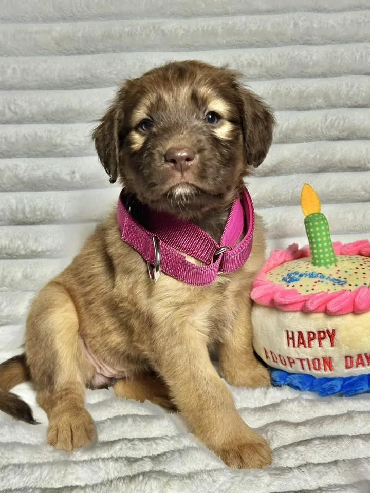 A baby medium-sized female Labrador Retriever dog named Tulip for adoption in Groton, CT
