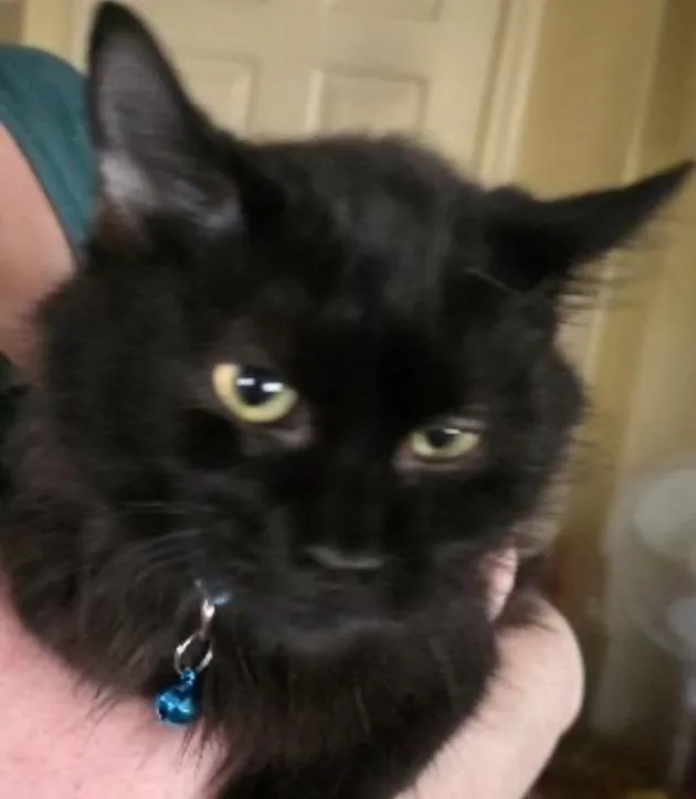 A baby medium-sized male Domestic Long Hair cat named Donkey for adoption in Cincinnati, OH