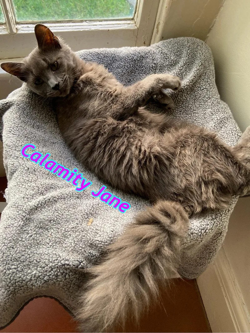 Calamity Jane thumbnail 2
