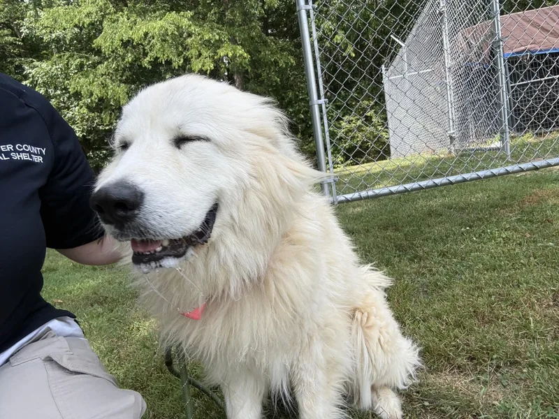 A young medium-sized female Apricot / Beige Great Pyrenees dog named Sabrina for adoption in Ashland, VA