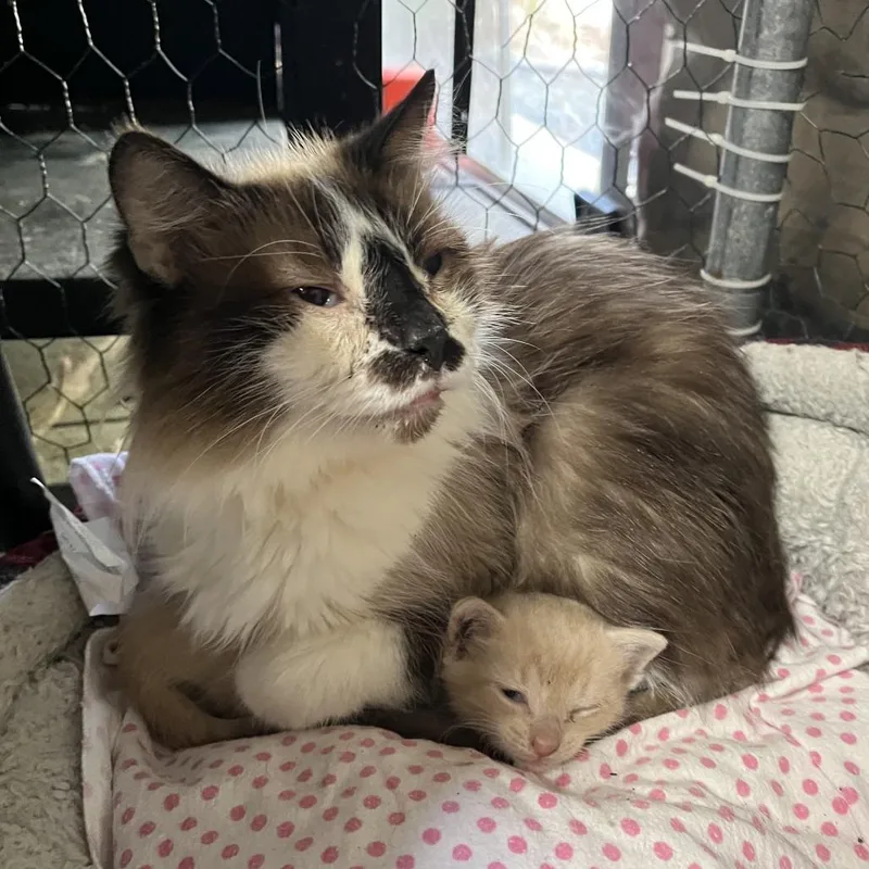 An adult small-sized female Gray / Blue / Silver Siamese cat named Christy for adoption in Washington, DC