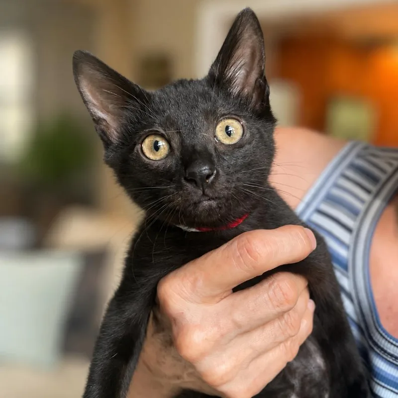 A baby medium-sized female Black Domestic Short Hair cat named Bear for adoption in Martinsville, IN