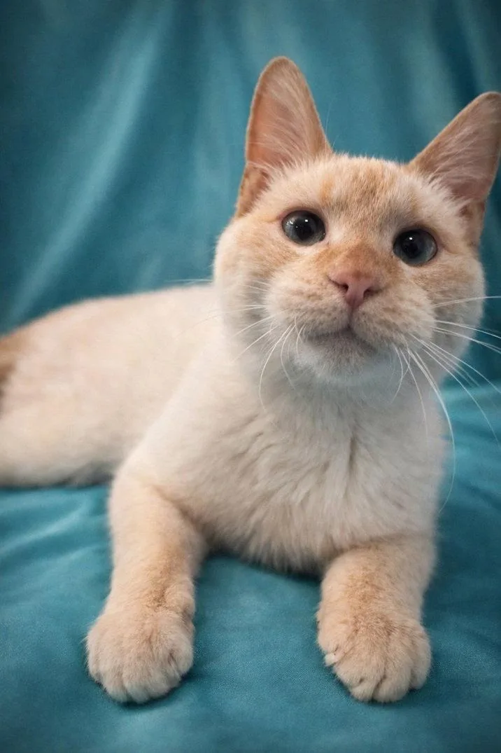 An adult medium-sized male Siamese cat named Binkley for adoption in Nashville, TN