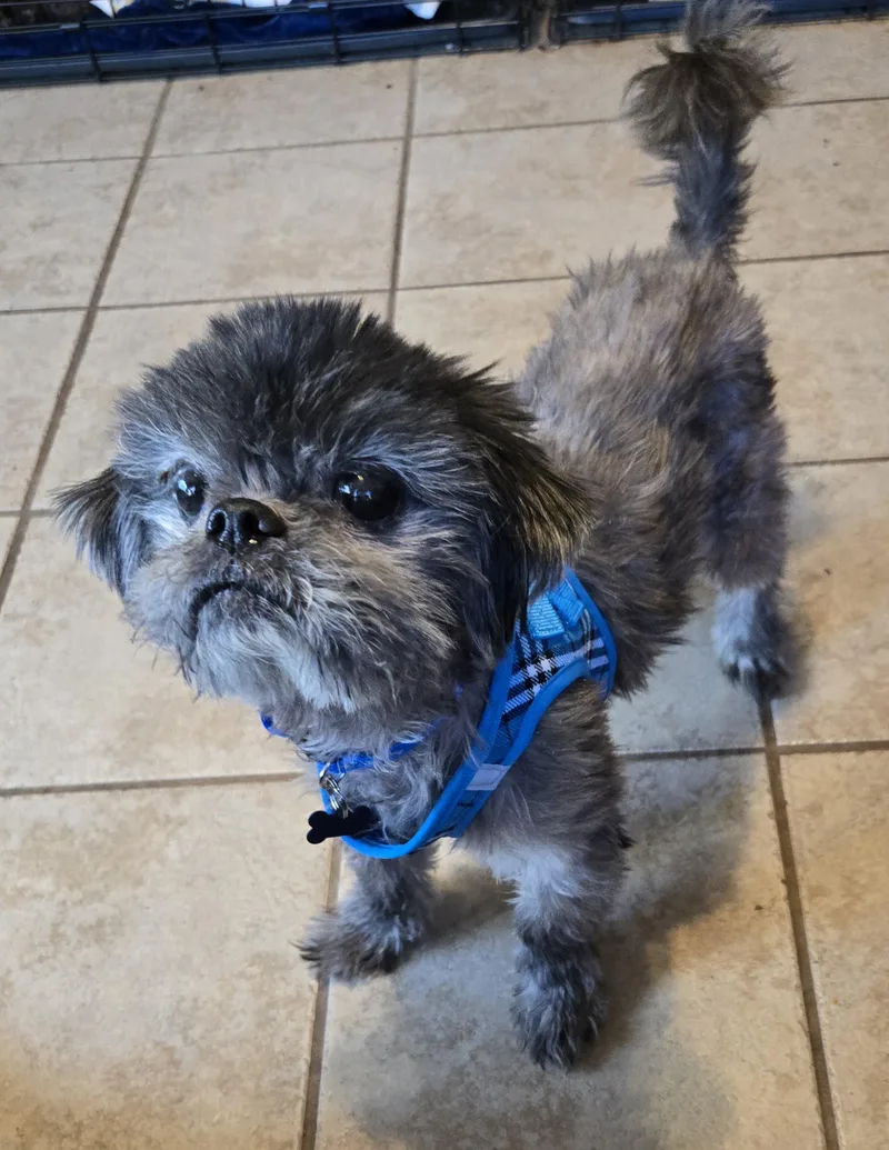 A senior small-sized male Black Shih Tzu dog named Milo for adoption in Grand Prairie, TX