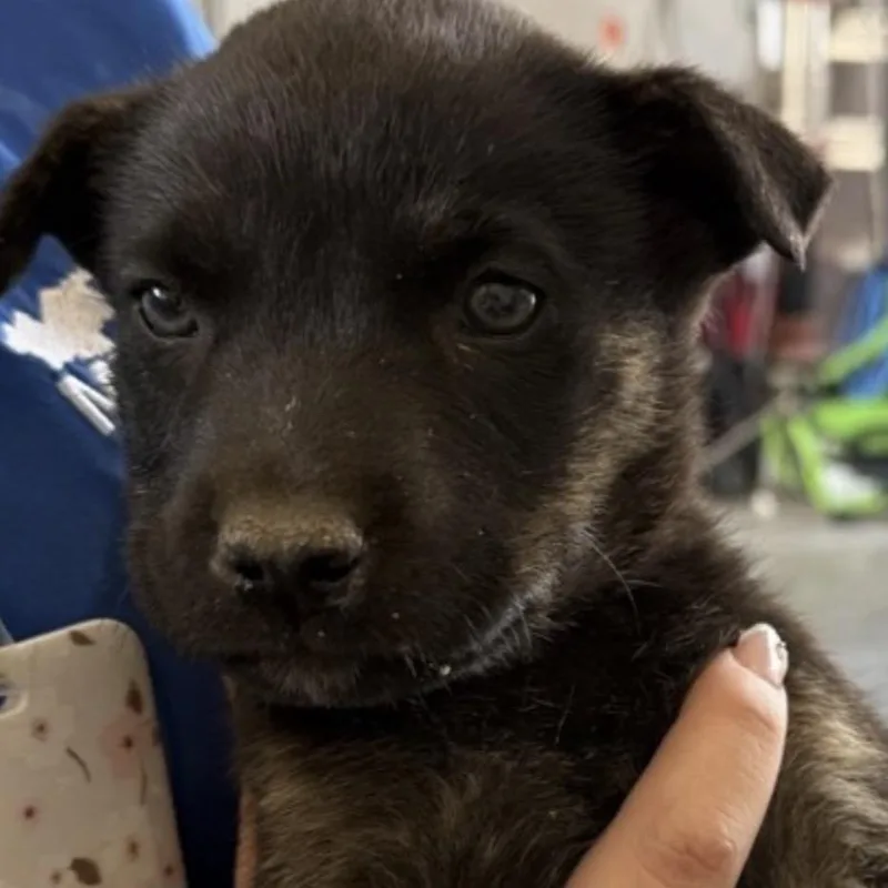 A baby small-sized male Black Mixed Breed dog named Fwt Mike for adoption in Midland, TX