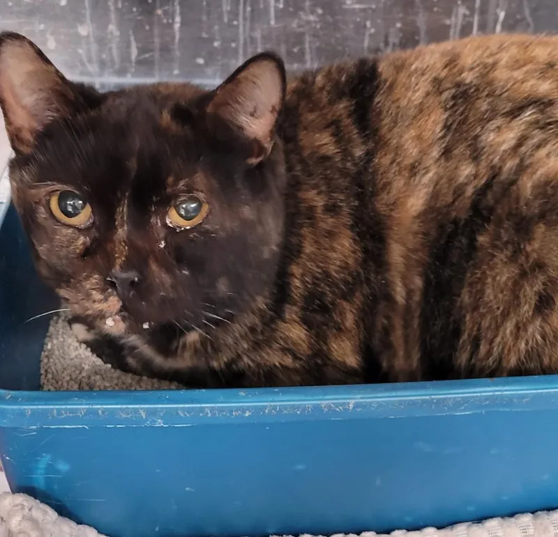 An adult large-sized female Domestic Short Hair cat named Billie JeanBully for adoption in Hopkinsville, KY