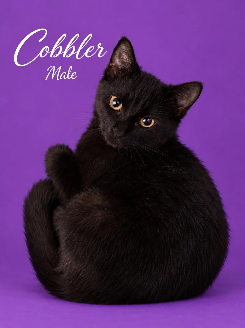 A young large-sized male Black Bombay cat named Cobbler Located At Petsmart for adoption in Reno, NV