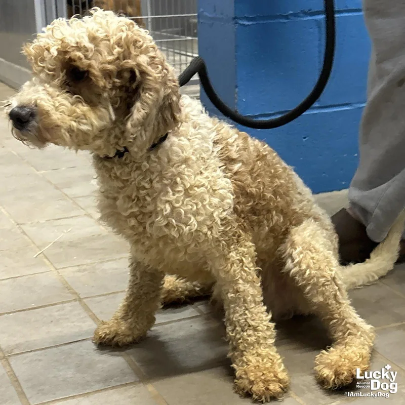 A young medium-sized male Poodle dog named Otis for adoption in Washington, DC