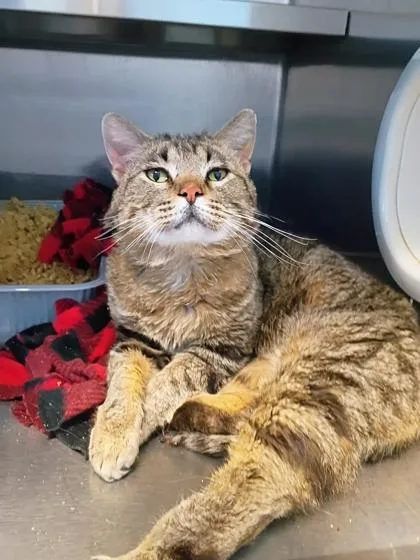 An adult small-sized male Domestic Short Hair cat named Branch for adoption in Beatrice, NE