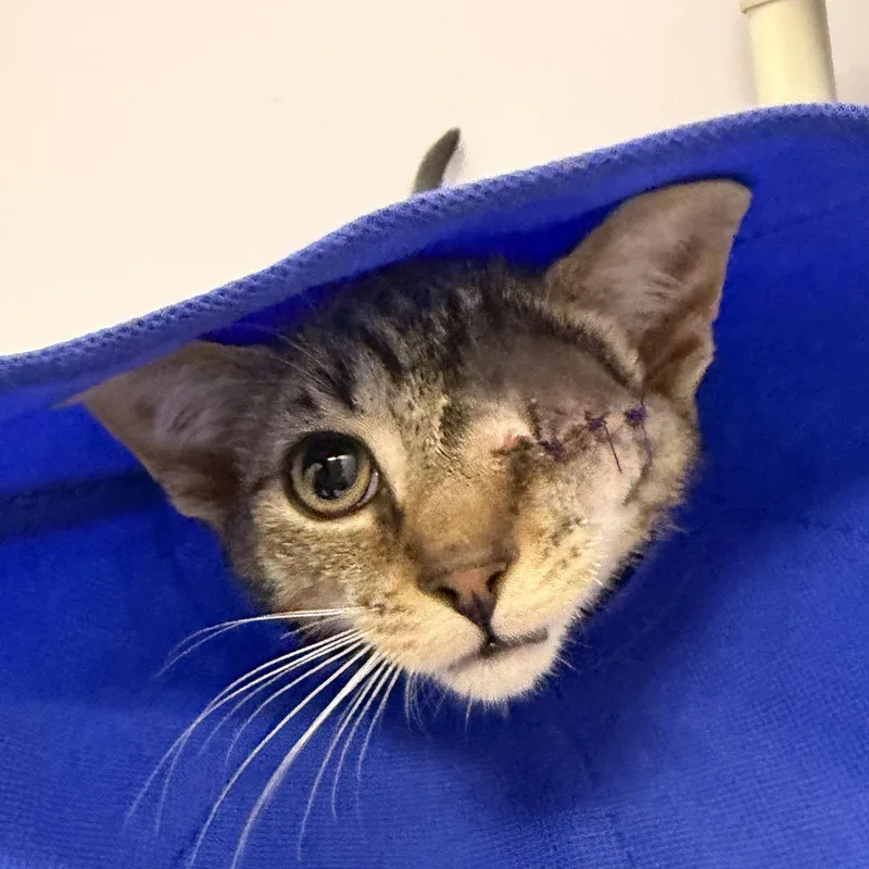 A baby medium-sized male Tabby (Brown / Chocolate) Domestic Short Hair cat named Derby for adoption in Cooperstown, NY