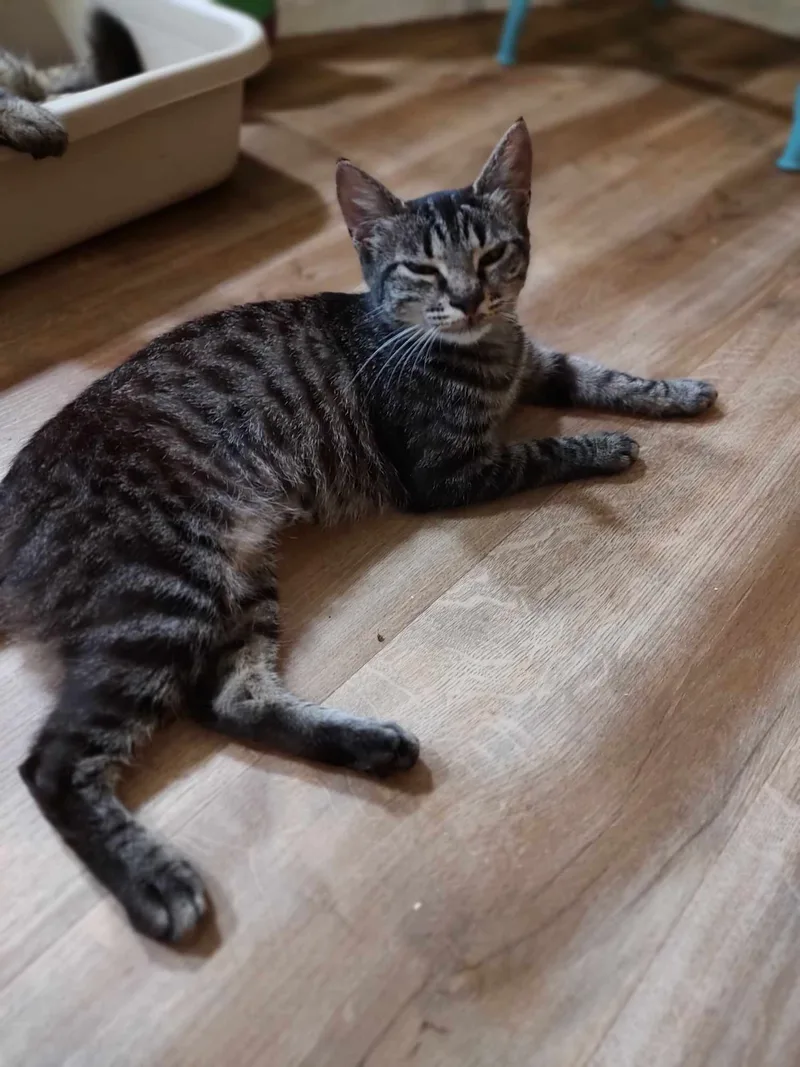 Lindy And Merry thumbnail 3