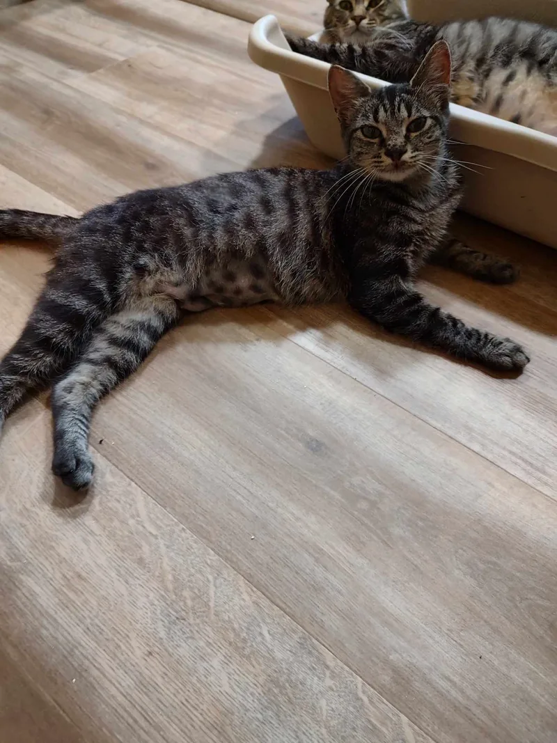 Lindy And Merry thumbnail 5