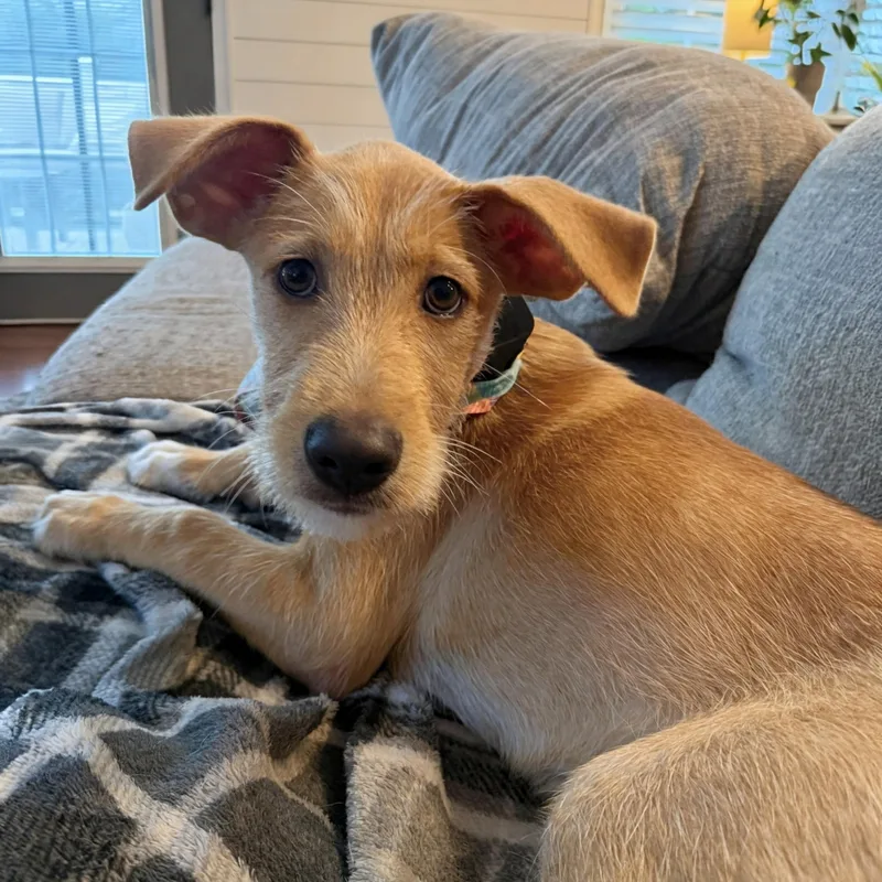 A baby medium-sized female Apricot / Beige Terrier dog named Rosie for adoption in Baldwin, MD