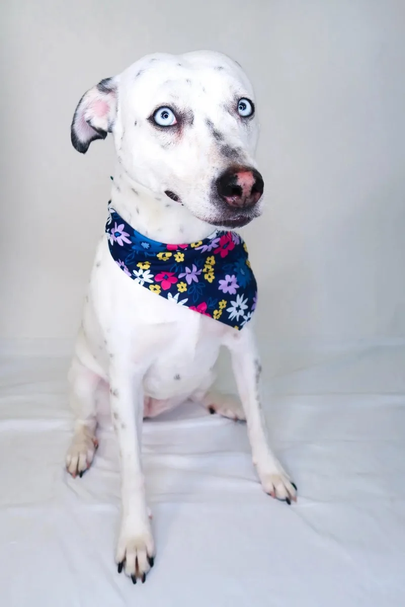 An adult medium-sized female Pit Bull Terrier dog named Afina for adoption in Bixby, OK