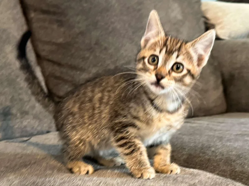 A baby medium-sized female Tabby (Brown / Chocolate) Domestic Short Hair cat named Millie for adoption in Sioux Falls, SD