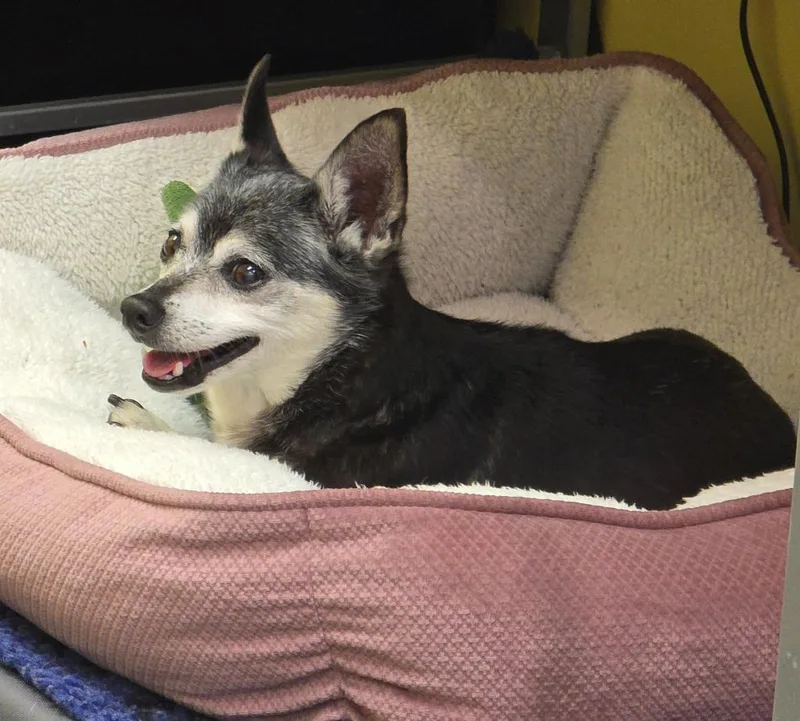A senior small-sized male Chihuahua dog named Jellybean for adoption in Murphysboro, IL