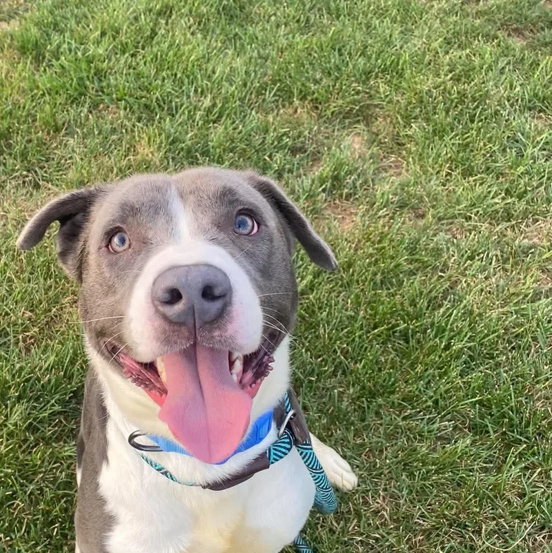 A young large-sized male Pit Bull Terrier dog named Blu for adoption in Minooka, IL