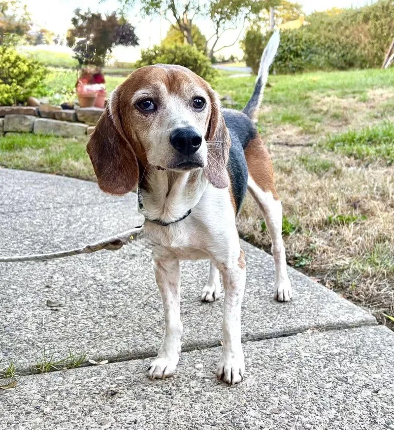 An adult small-sized male Beagle dog named Herman for adoption in Washington , PA
