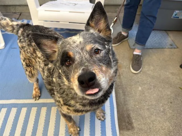 An adult large-sized male Australian Cattle Dog / Blue Heeler dog named Reed for adoption in Santa Rosa, CA