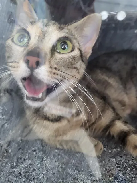 A young medium-sized female Domestic Medium Hair cat named Espresso for adoption in Dallas, TX