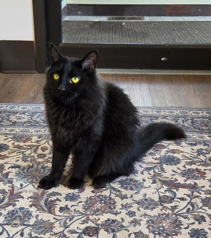 An adult medium-sized male Black Domestic Medium Hair cat named Jorge for adoption in Grosse Ile, MI