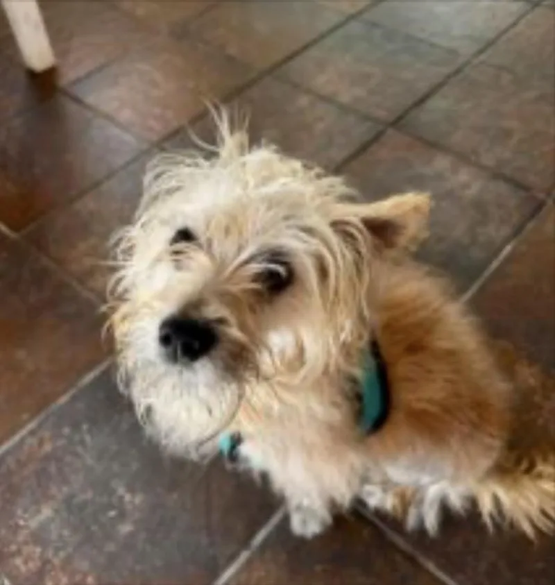 A young small-sized male Terrier dog named Terry for adoption in Norfolk, VA