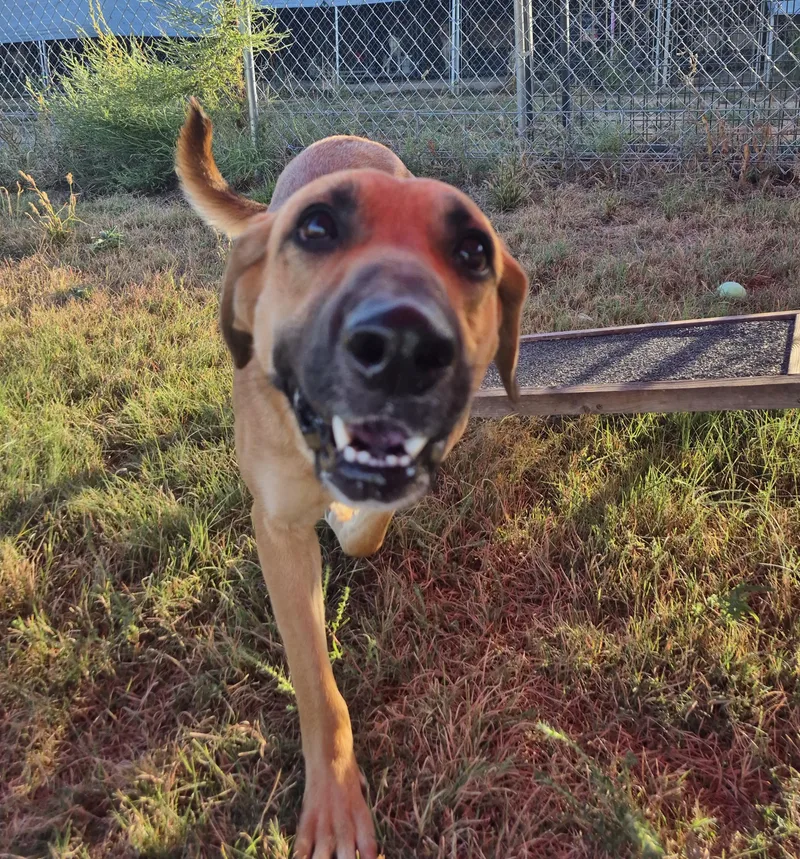 An adult medium-sized female German Shepherd Dog dog named Elizabeth for adoption in Canyon, TX