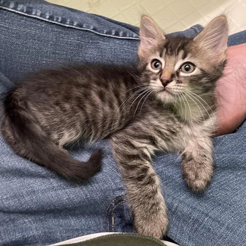 A baby small-sized male Black Domestic Short Hair cat named Ted for adoption in Springfield, IL
