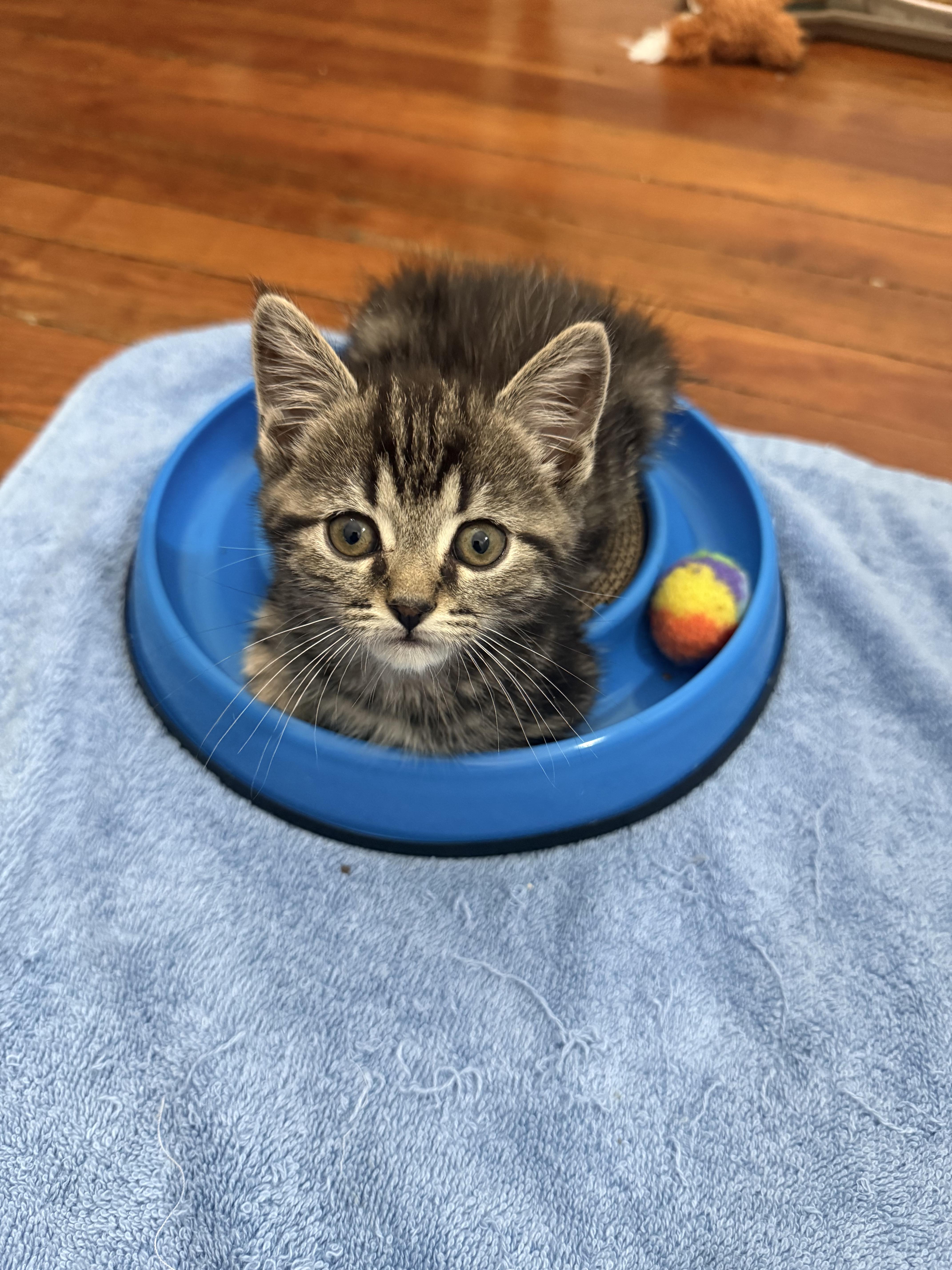 A baby medium-sized male Tabby (Gray / Blue / Silver) Domestic Short Hair cat named Sebastian & Beanie for adoption in Mechanicsburg, PA