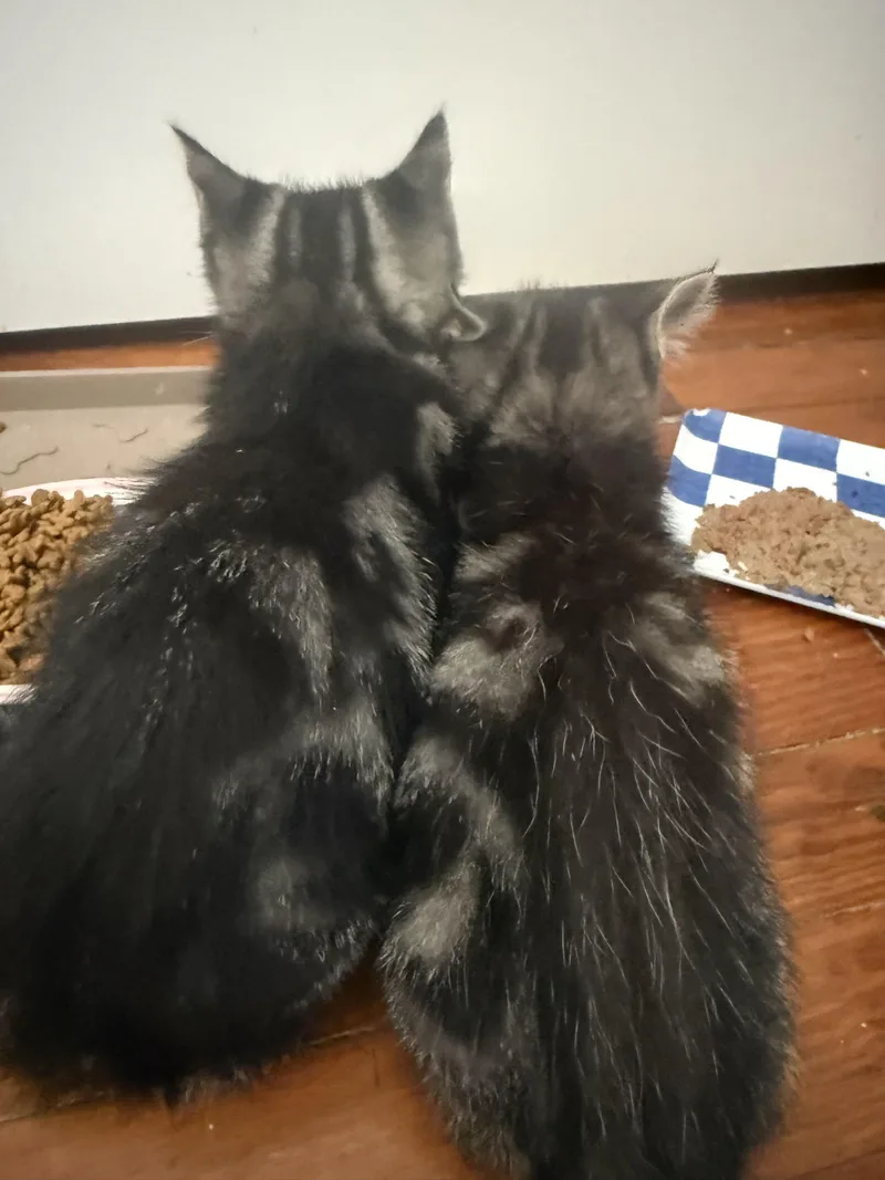 Sebastian & Beanie thumbnail 2