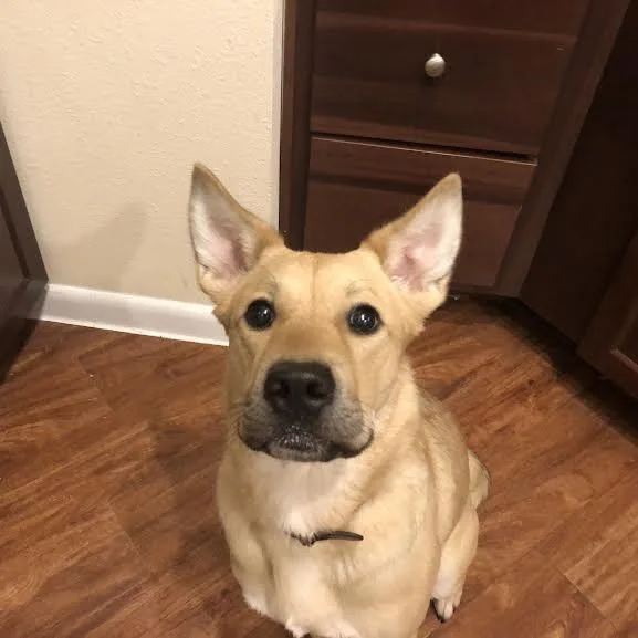 A senior medium-sized female Yellow / Tan / Blond / Fawn Carolina Dog dog named Tala for adoption in Austin, TX