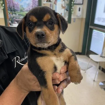 A baby small-sized male Black Chihuahua dog named Jamison for adoption in Houston, TX