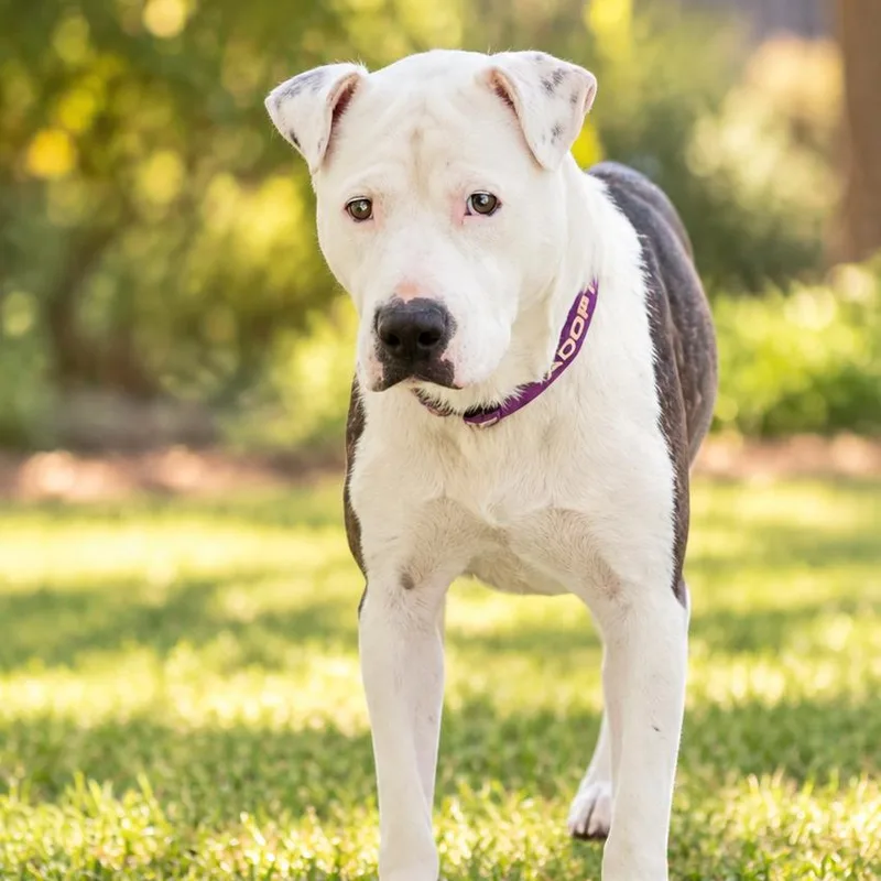 An adult small-sized male Terrier dog named Bruno for adoption in Marshall, TX