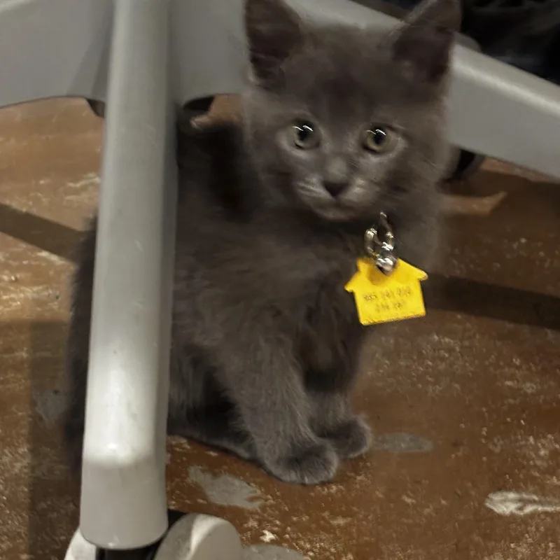 A baby medium-sized male Domestic Short Hair cat named Motorcycle Gang  Boys for adoption in Portland, OR