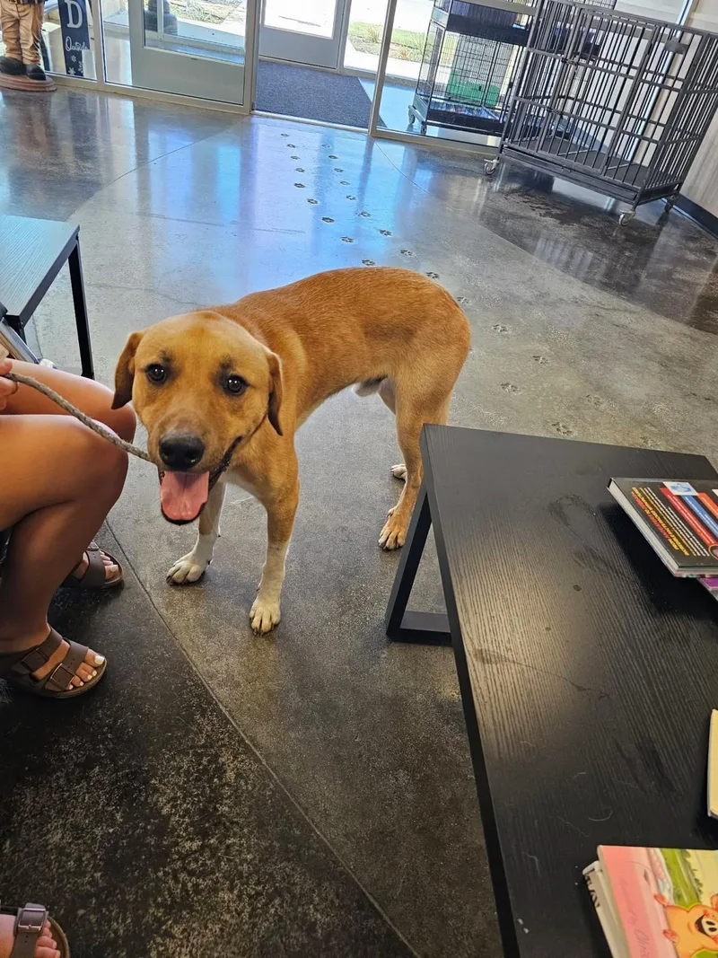 An adult medium-sized male Labrador Retriever dog named Found stray: Rolo for adoption in Rockwall, TX