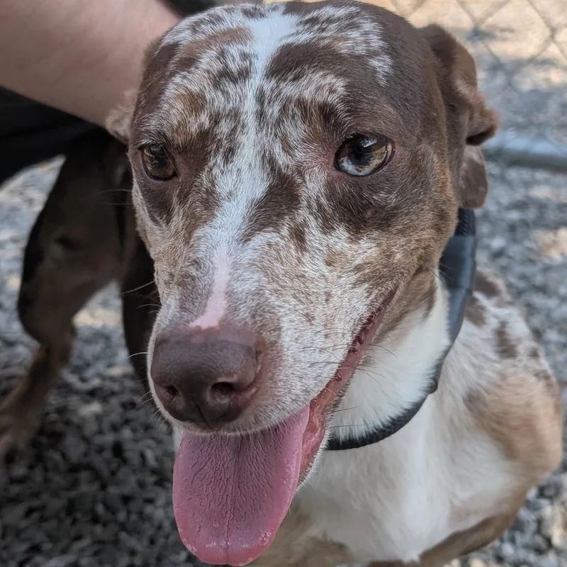 An adult small-sized female White / Cream Mixed Breed dog named Vienna Sausage for adoption in Asheville, NC