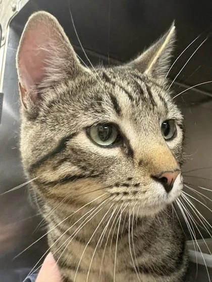 An adult medium-sized male Domestic Short Hair cat named Vann for adoption in Longmont, CO